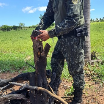 Lavrador é autuado por danos em vegetação nativa