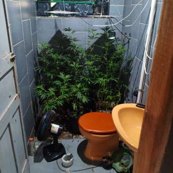 Polícia Civil prende em flagrante pessoa envolvida com tráfico de drogas